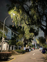 Load image into Gallery viewer, Night Time at Emerald Hill