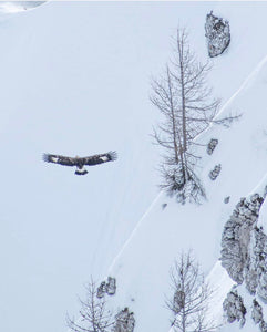 On Eagle’s Wings