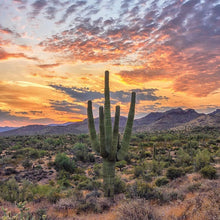 Load image into Gallery viewer, Sunrise in Saguaro, Arizona- Montana Agate, Citrine &amp; Gems 14kGF Earrings